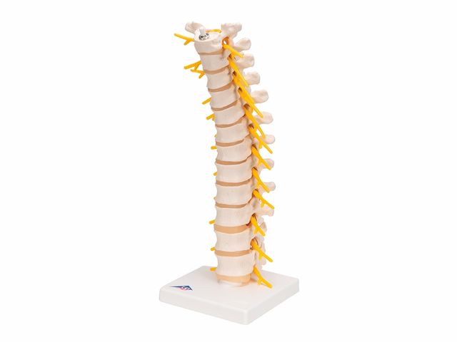 Coluna Vertebral Torácica - A73 - 3B Scientific Coluna Vertebral Torácica - A73 - 3B Scientific