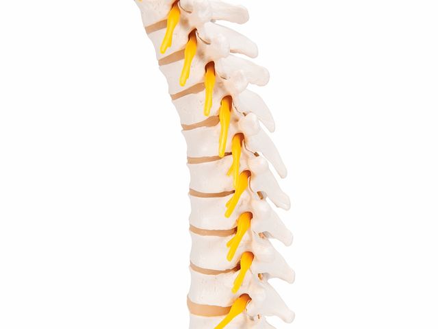 Coluna Vertebral Torácica - A73 - 3B Scientific Coluna Vertebral Torácica - A73 - 3B Scientific