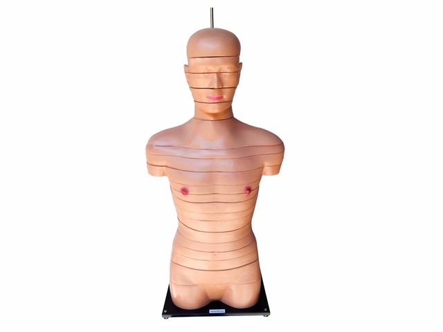 Torso em Disco 20 Partes Corte Axial - TGD-0220 - Anatomic Torso em Disco 20 Partes Corte Axial - TGD-0220 - Anatomic