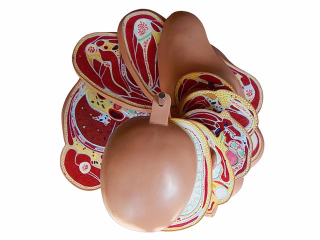 Torso em Disco 20 Partes Corte Axial - TGD-0220 - Anatomic Torso em Disco 20 Partes Corte Axial - TGD-0220 - Anatomic