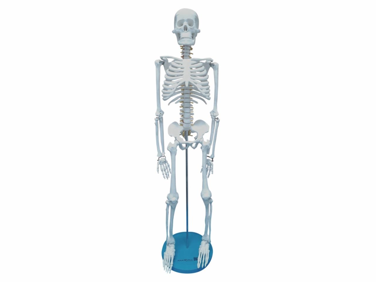 Esqueleto Humano ´85 Cm Para Estudo De Anatomia Com Suporte