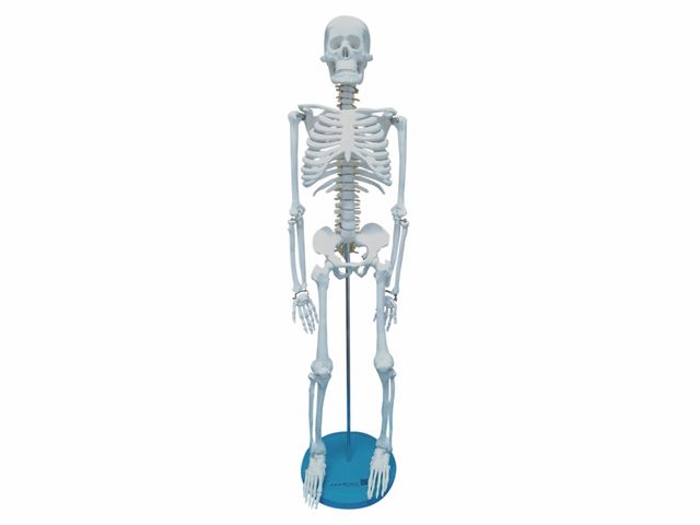 Esqueleto com 85cm de Altura - TGD-0112 - Anatomic