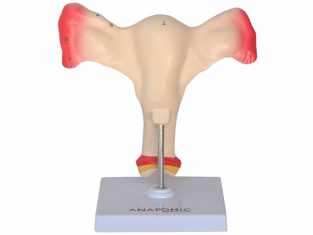 Útero com Trompas - TZJ-0327-A - Anatomic Útero com Trompas - TZJ-0327-A - Anatomic