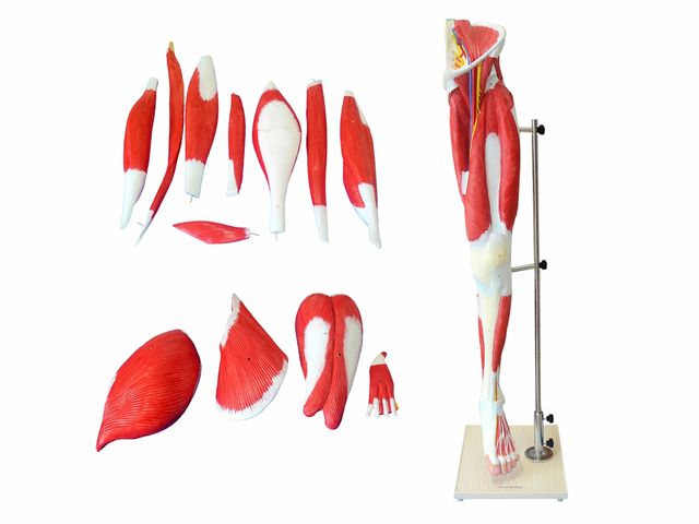 Perna com Músculos - 13 Partes - TGD-4020 - Anatomic Perna com Músculos - 13 Partes - TGD-4020 - Anatomic