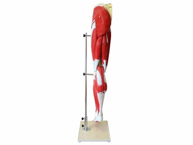 Perna com Músculos - 13 Partes - TGD-4020 - Anatomic Perna com Músculos - 13 Partes - TGD-4020 - Anatomic