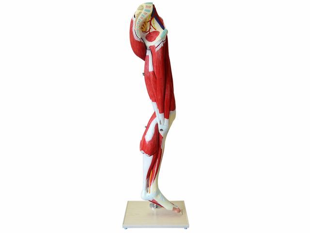 Perna com Músculos - 13 Partes - TGD-4020 - Anatomic Perna com Músculos - 13 Partes - TGD-4020 - Anatomic