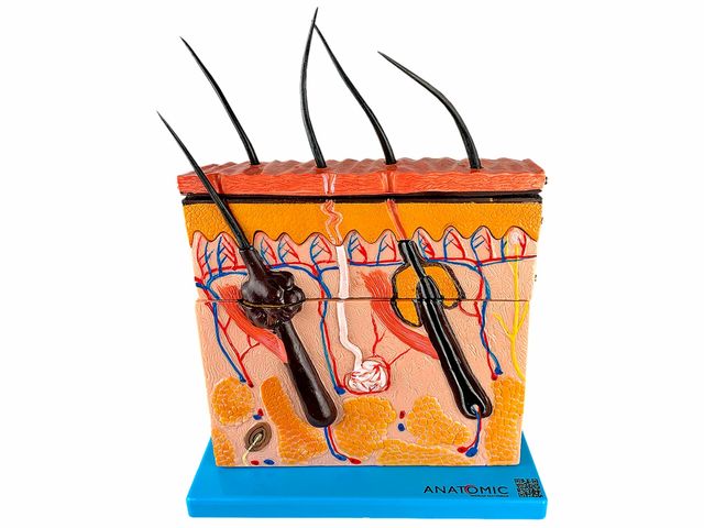 Pele em Corte Mediano - TGD-0331 - Anatomic Pele em Corte Mediano - TGD-0331 - Anatomic