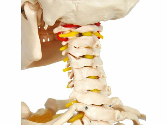 Esqueleto com 1,70m de Altura - TGD-0101 - Anatomic Esqueleto com 1,70m de Altura - TGD-0101 - Anatomic