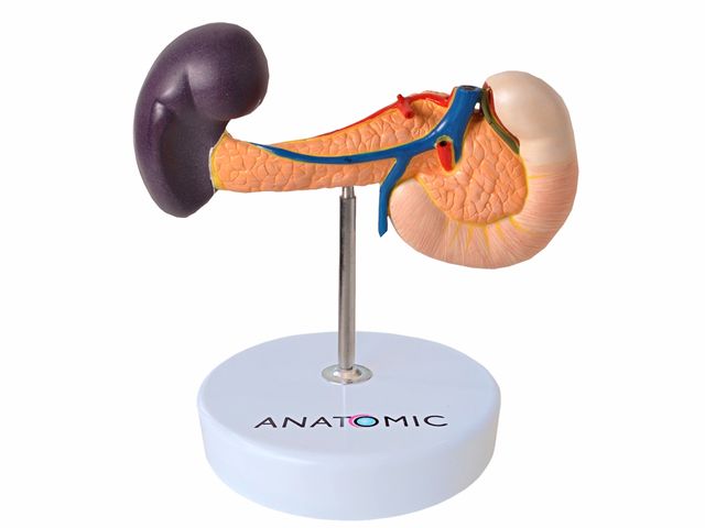 Pâncreas - TZJ-0329-E - Anatomic Pâncreas - TZJ-0329-E - Anatomic