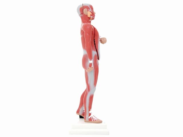 Modelo Muscular com Órgãos Internos em 11 Partes - TGD-05201-A - Anatomic Modelo Muscular com Órgãos Internos em 11 Partes - TGD-05201-A - Anatomic