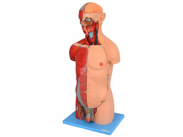 Torso Musculado Luxo Bissexual com 85 cm com Coluna Exposta em 32 partes - TZJ-4040-A - Anatomic Torso Musculado Luxo Bissexual com 85 cm com Coluna Exposta em 32 partes - TZJ-4040-A - Anatomic