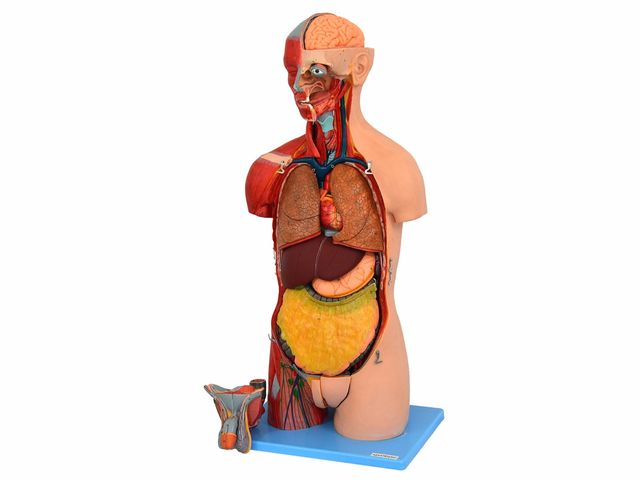 Torso Musculado Luxo Bissexual com 85 cm com Coluna Exposta em 32 partes - TZJ-4040-A - Anatomic Torso Musculado Luxo Bissexual com 85 cm com Coluna Exposta em 32 partes - TZJ-4040-A - Anatomic