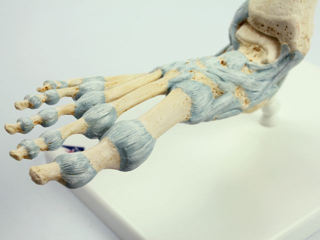Modelo de Esqueleto - do Pé com Ligamentos - M34 - 3B Scientific Modelo de Esqueleto - do Pé com Ligamentos - M34 - 3B Scientific