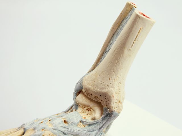 Modelo de Esqueleto - do Pé com Ligamentos - M34 - 3B Scientific Modelo de Esqueleto - do Pé com Ligamentos - M34 - 3B Scientific