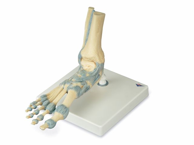 Modelo de Esqueleto - do Pé com Ligamentos - M34 - 3B Scientific Modelo de Esqueleto - do Pé com Ligamentos - M34 - 3B Scientific