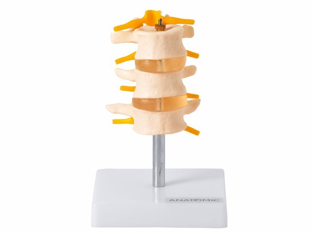 Vértebras Lombares com 3 Discos - TGD-0153-B - Anatomic Vértebras Lombares com 3 Discos - TGD-0153-B - Anatomic