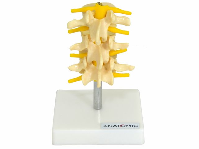 Vértebras Lombares com 3 Discos - TGD-0153-B - Anatomic Vértebras Lombares com 3 Discos - TGD-0153-B - Anatomic