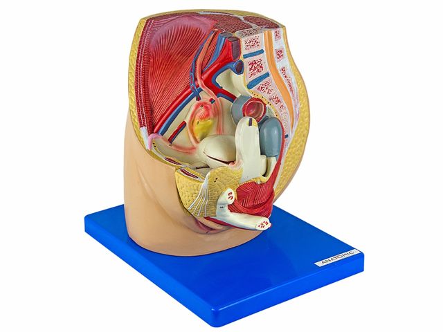 Pelve Feminina em 3 Partes Desmontável - TGD-0353-F - Anatomic Pelve Feminina em 3 Partes Desmontável - TGD-0353-F - Anatomic