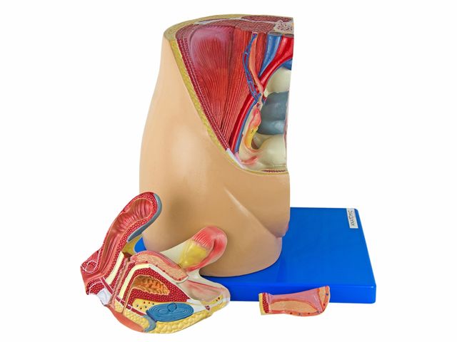 Pelve Feminina em 3 Partes Desmontável - TGD-0353-F - Anatomic Pelve Feminina em 3 Partes Desmontável - TGD-0353-F - Anatomic