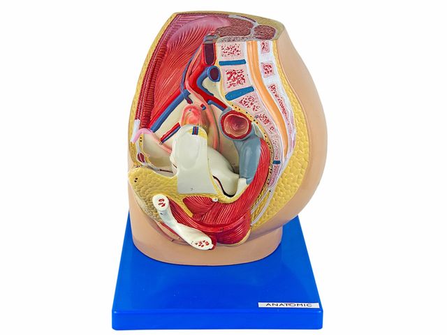 Pelve Feminina em 3 Partes Desmontável - TGD-0353-F - Anatomic Pelve Feminina em 3 Partes Desmontável - TGD-0353-F - Anatomic