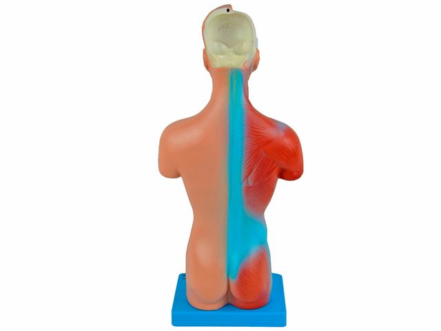 Torso Musculado Luxo Bissexual com 85 cm com Coluna Exposta em 32 partes -  TZJ-4040-A - Anatomic