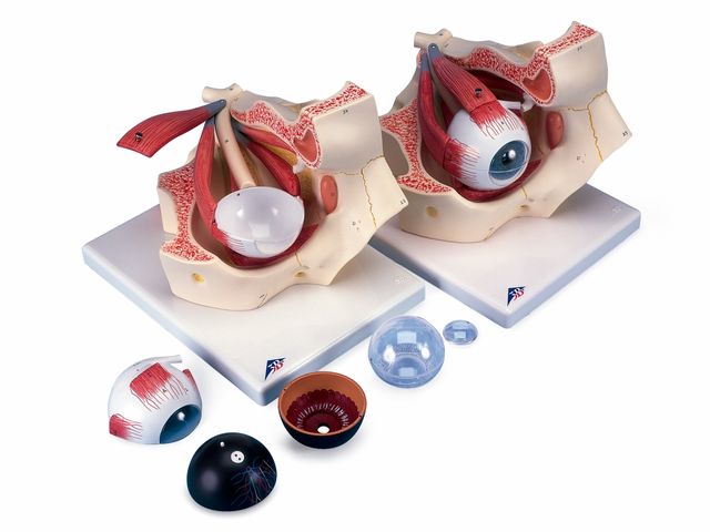 Olho em 7 Partes - 3x o Tamanho Natural - F13 - 3B Scientific Olho em 7 Partes - 3x o Tamanho Natural - F13 - 3B Scientific