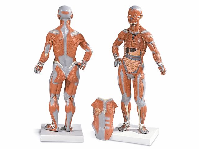 Figura Muscular - 1/3 do Tamanho Natural - com Placa Removível - 3B Scientific Figura Muscular - 1/3 do Tamanho Natural - com Placa Removível - 3B Scientific