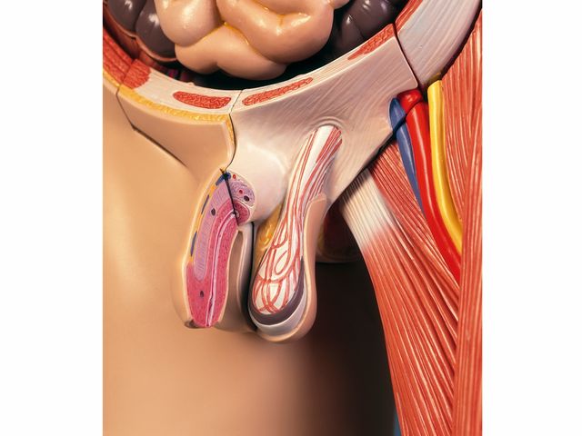 Modelo de Corpo Inteiro - em 39 Partes - B53 - 3B Scientific Modelo de Corpo Inteiro - em 39 Partes - B53 - 3B Scientific