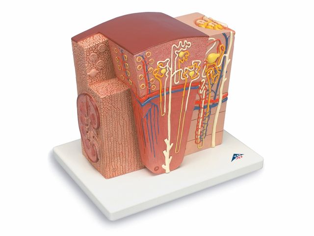 Rim MICROanatomy - K13 - 3B Scientific Rim MICROanatomy - K13 - 3B Scientific