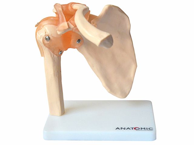 Articulação do Ombro com Ligamentos- TGD-0160-C - Anatomic Articulação do Ombro com Ligamentos- TGD-0160-C - Anatomic