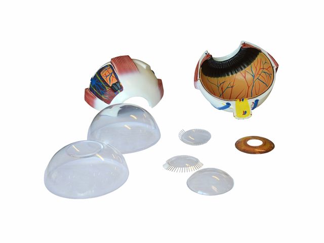 Olho em Órbita em 8 Partes - TGD-0307 - Anatomic Olho em Órbita em 8 Partes - TGD-0307 - Anatomic