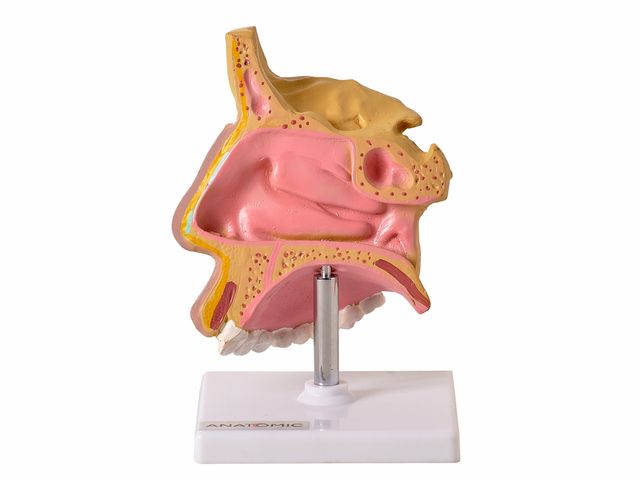 Nariz com Arcada Dentária - TGD-0310 - Anatomic