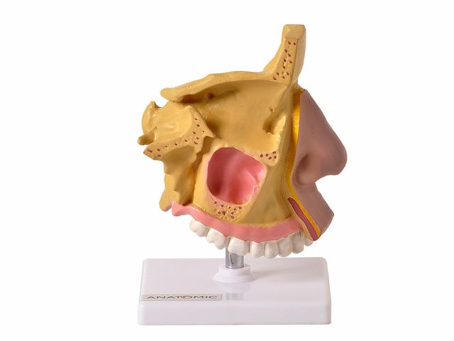 Nariz com Arcada Dentária - TGD-0310 - Anatomic Nariz com Arcada Dentária - TGD-0310 - Anatomic
