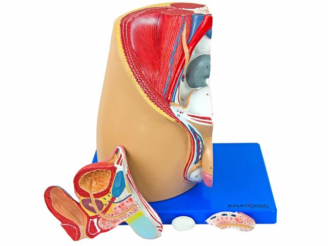 Pelve Masculina com 4 partes em Corte Mediano - TZJ-0353-M - Anatomic Pelve Masculina com 4 partes em Corte Mediano - TZJ-0353-M - Anatomic