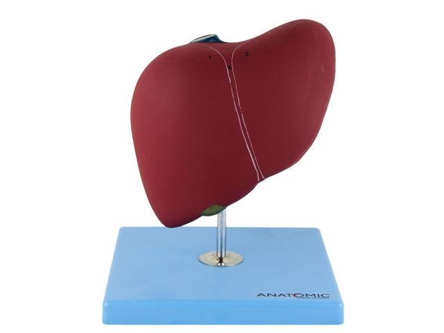 Fígado Básico - TZJ-0324-A - Anatomic Fígado Básico - TZJ-0324-A - Anatomic
