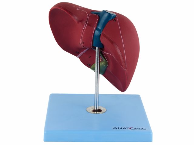 Fígado Básico - TZJ-0324-A - Anatomic Fígado Básico - TZJ-0324-A - Anatomic