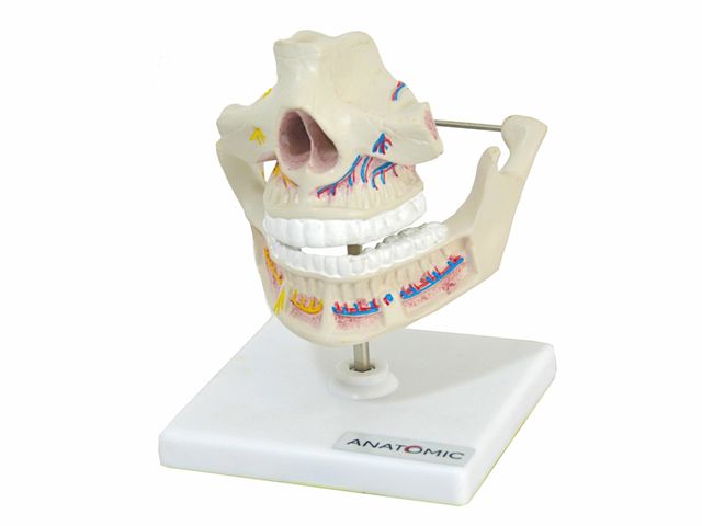 Dentição Adulta - TGD-0313-I - Anatomic Dentição Adulta - TGD-0313-I - Anatomic