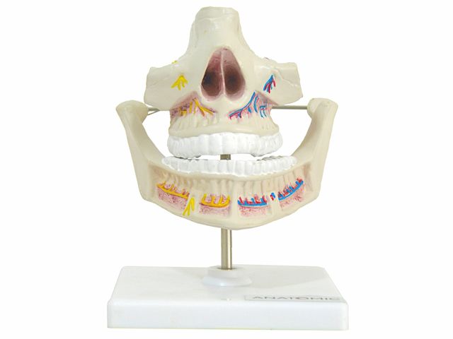 Dentição Adulta - TGD-0313-I - Anatomic Dentição Adulta - TGD-0313-I - Anatomic