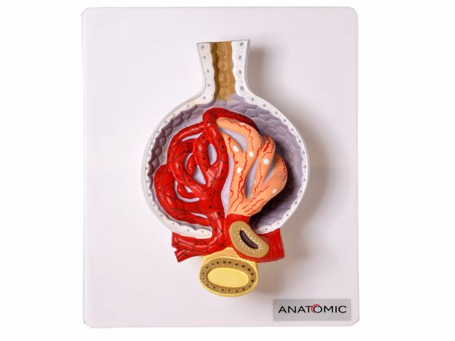 Rim Glomérulos Ampliado 700 vezes - TZJ-0327-D - Anatomic Rim Glomérulos Ampliado 700 vezes - TZJ-0327-D - Anatomic