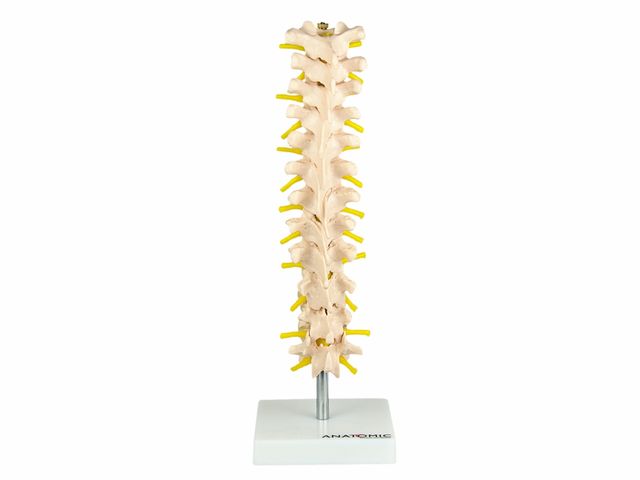 Coluna Vertebral Torácica - TGD-0143-A - Anatomic Coluna Vertebral Torácica - TGD-0143-A - Anatomic