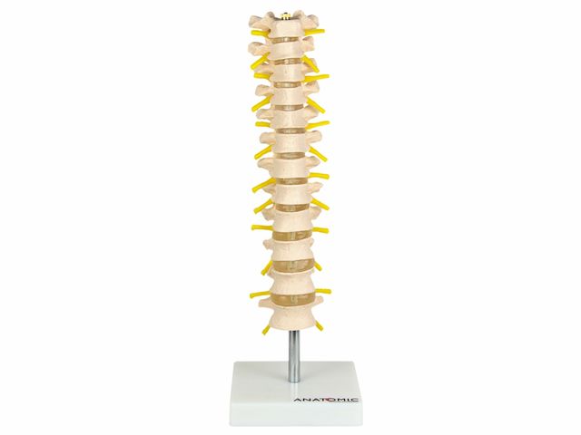 Coluna Vertebral Torácica - TGD-0143-A - Anatomic Coluna Vertebral Torácica - TGD-0143-A - Anatomic