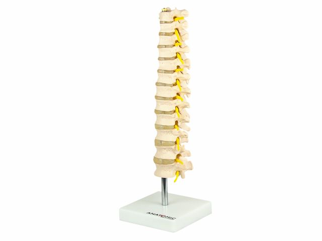 Coluna Vertebral Torácica - TGD-0143-A - Anatomic Coluna Vertebral Torácica - TGD-0143-A - Anatomic