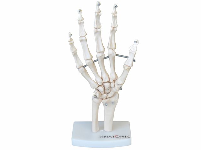 Esqueleto da Mão com Ossos do Punho - TGD-0157-B - Anatomic Esqueleto da Mão com Ossos do Punho - TGD-0157-B - Anatomic
