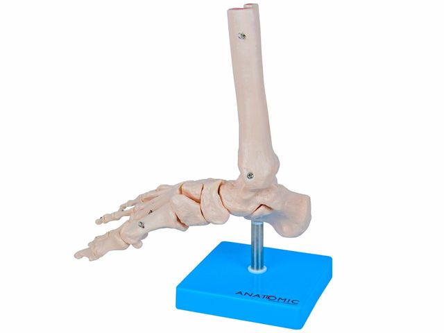 Esqueleto do Pé com Ossos do Tornozelo - TGD-0159-B - Anatomic Esqueleto do Pé com Ossos do Tornozelo - TGD-0159-B - Anatomic