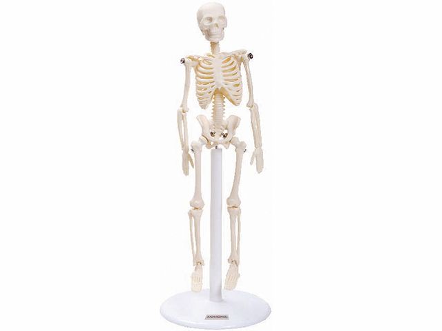Esqueleto Miniatura 20 cm - TGD-0131- Anatomic