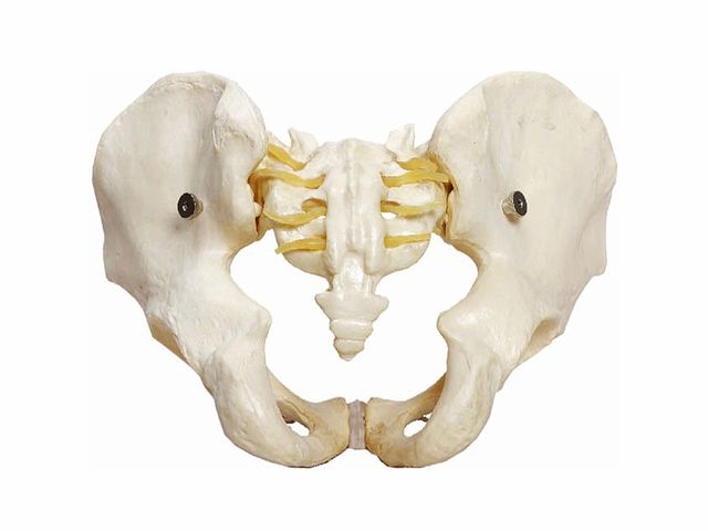 Esqueleto Pélvico Masculino - TGD-0169-A - Anatomic