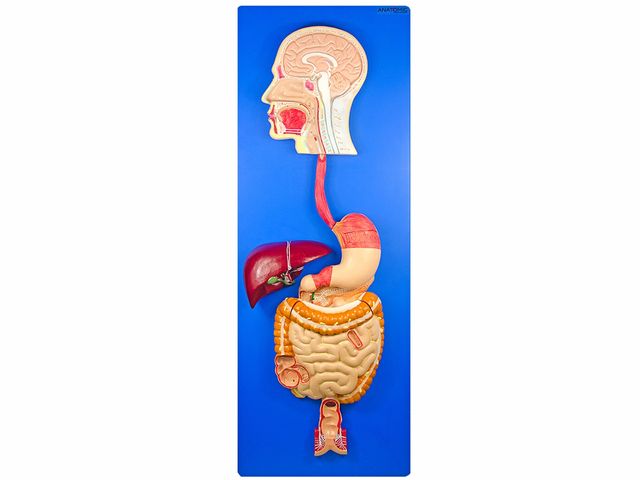 Sistema Digestório em Placa - TZJ-0328-A - Anatomic