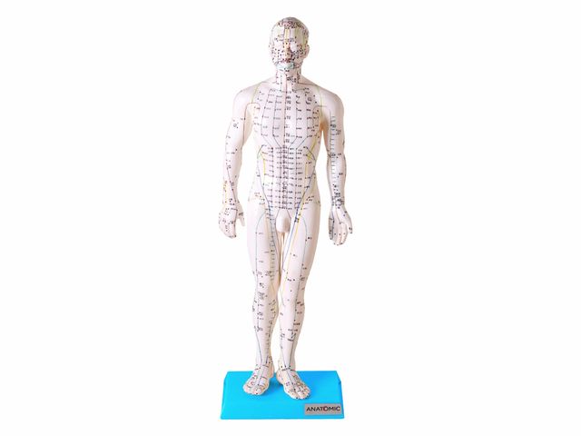 Modelo para Acupuntura Masculino com 50cm - TGD-0404 - Anatomic