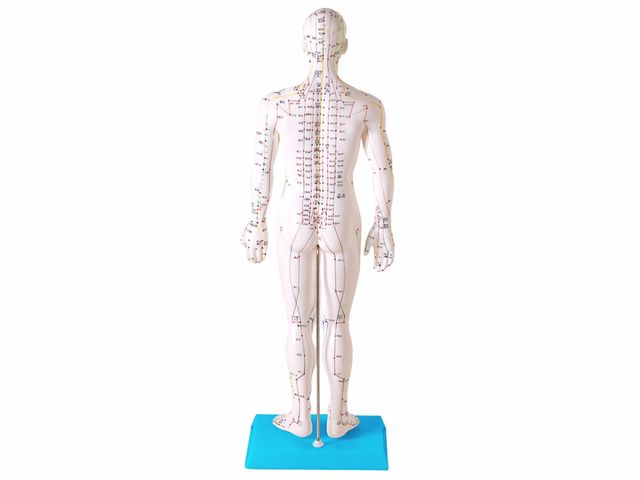 Modelo para Acupuntura Masculino com 50cm - TGD-0404 - Anatomic Modelo para Acupuntura Masculino com 50cm - TGD-0404 - Anatomic