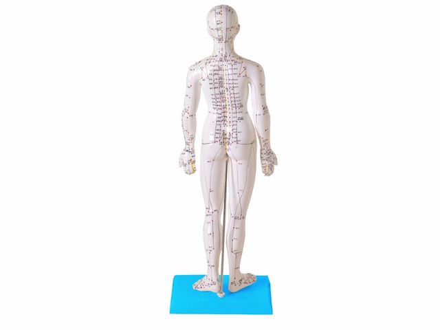 Modelo para Acupuntura Feminino com 50cm - TGD-0402 - Anatomic | ISP Saúde